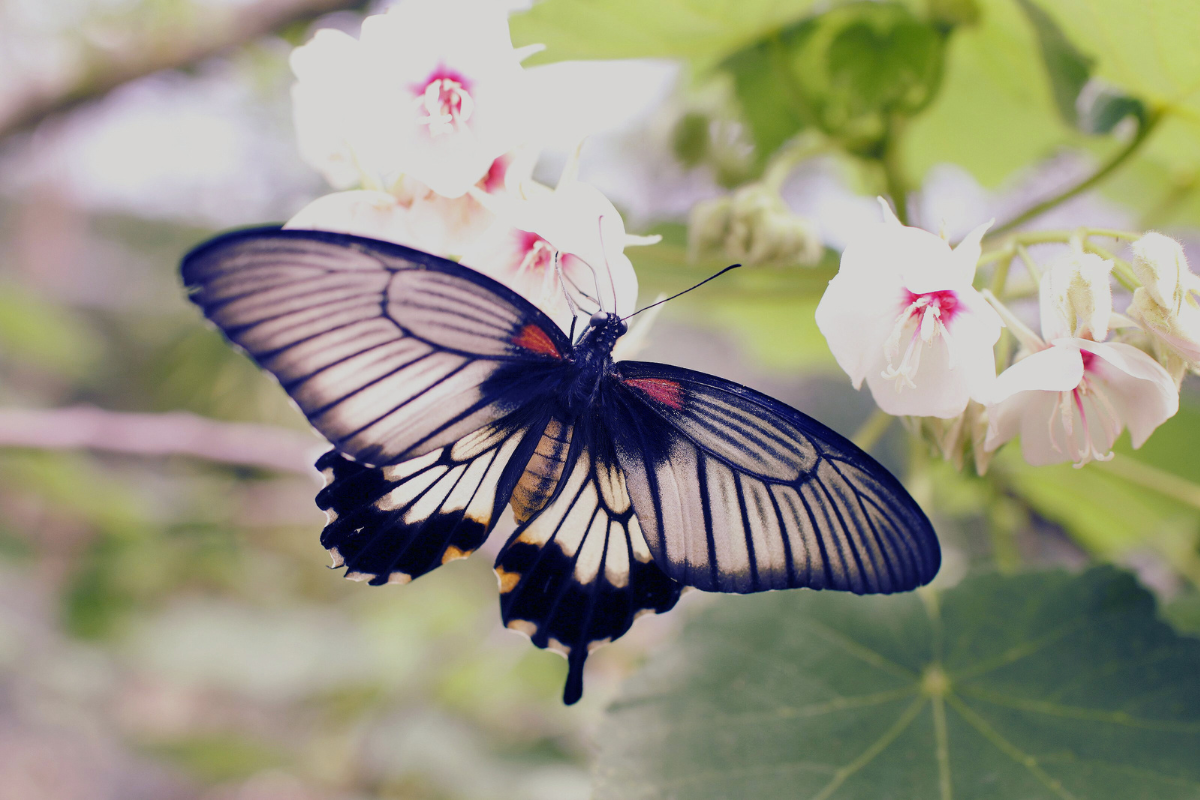 Butterflies transform to be beautiful & fly