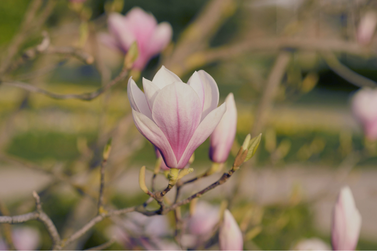 Blooming and continuous growth